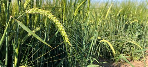 2 row barley breeding chart.